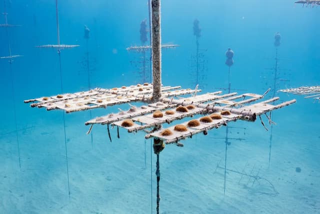 Coral Nursery, Florida Keys